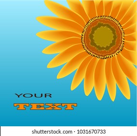 Bright flower of a sunflower on a blue background