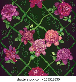bright flowers of clematises on a dark background with interlacing of stems as an arbour
