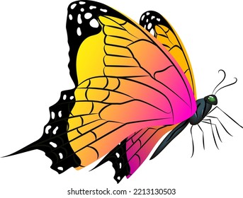 Bright flying butterfly. Realsitic winged animal. Spring symbol