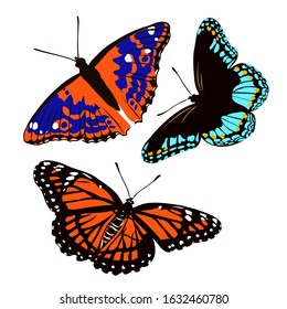 bright flying butterfly, vector illustration of an insect