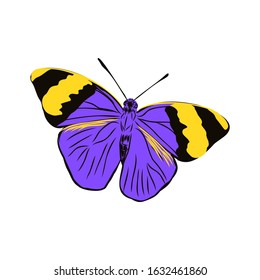 bright flying butterfly, vector illustration of an insect