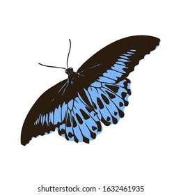 bright flying butterfly, vector illustration of an insect