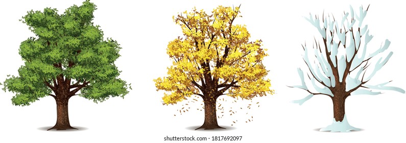 bright forest trees in season in summer, autumn and winter