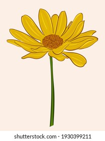 Bright gerbera. Vector, bright yellow-orange flower. Garden flower close up.