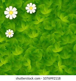 Bright green backdrop with grass and foliage and camomiles. Vector illustration for your graphic design.