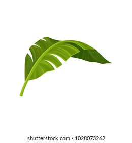Bright green curved leaf of banana palm tree. Tropical theme. Natural element. Colorful graphic design for print, pattern or postcard. Detailed flat vector illustration