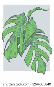 Bright green graphic vector illustration of a Monstera deliciosa ceriman Swiss cheese windowleaf plant