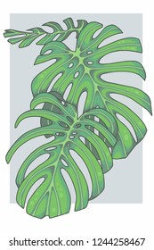 Bright green graphic vector illustration of a Monstera deliciosa ceriman Swiss cheese windowleaf plant