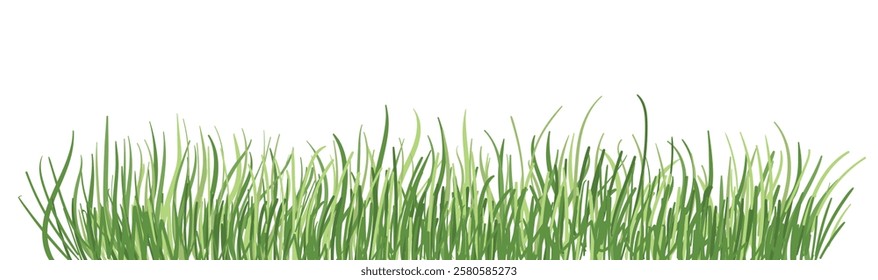 Bright green grass as a border or frame for Easter gifts, eggs, rabbits. Template for a postcard or design of a happy Easter. Vector illustration of summer fresh grass on a transparent background.