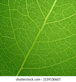 Bright green leaf closeup illustration