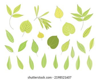 Ilustración vectorial de hojas verdes brillantes. Conjunto estival minimalista de elementos aislados con lienzo y hoja de abedul