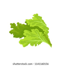 Hojas de lechuga verde brillante. Verduras frescas y sanas. Nutrición vegetariana. Vector plano para el cartel publicitario de la tienda de comestibles