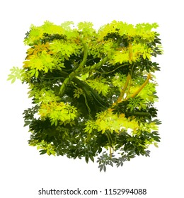 Bright green lush tropical bush isolated on white