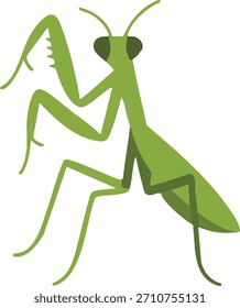 Una mantis de oración verde brillante de pie con patas delanteras raptoriales dobladas y cabeza triangular.