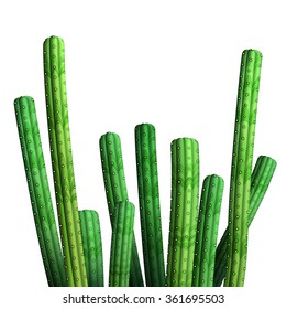 Bright green realistic cacti, isolated on white. Vector illustration, eps10.