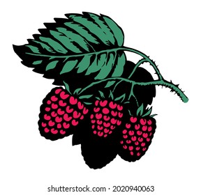 Bright hand drawn raw red razz twig floral farm emblem pictogram design retro art doodle outline print style. Close up view bio eco health dessert season farming flora light paper text space backdrop