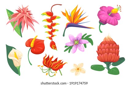 Bright Hawaiian exotic flowers flat pictures set for web design. Cartoon magnolia, orchid and jungle garden isolated vector illustration collection. Summer wild plants and travel concept