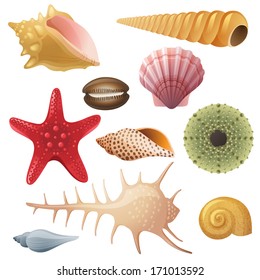 Bright highly detailed seashell icons