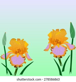 Bright iris flowers.