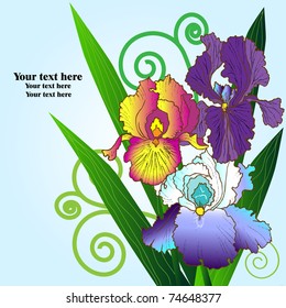 bright irises on a blue background