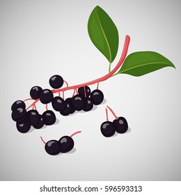 Bright juicy bird cherry or hackberry on grey background. Sweet delicious for your design in cartoon style. Vector illustration. Berries Collection.