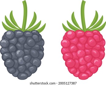 Bright juicy blackberries of red and black color. Juicy raspberries of different colors. Vector illustration isolated on a white background