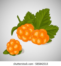 Bright juicy cloudberry on grey background. Sweet delicious for your design in simple cartoon style. Vector illustration. Berries Collection.
