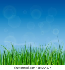 Bright and juicy green grass on a blue sky background. Morning.