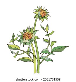 Bright and juicy hand drawn vector illustration of a sunflower isolated on the white background, 2000x2000 format