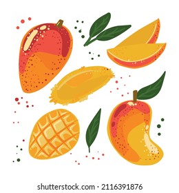 Bright juicy mango  of different sizes with leaves, pulp and slices. Vector illustration isolated on a white background.