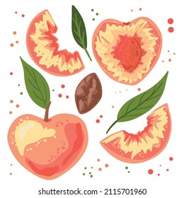 Bright juicy peach of different sizes with leaves, pulp and slices. Vector illustration isolated on a white background.