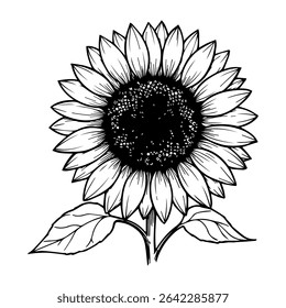 Bright large sunflower. Vector graphics. Simple drawn clipart on white background.