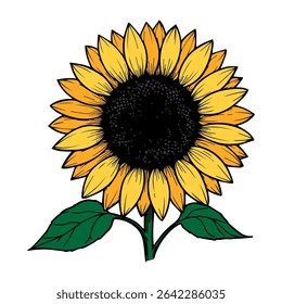 Bright large sunflower. Vector graphics. Simple drawn clipart on white background.