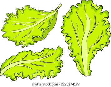 Bright lettuce leaf vector illustration isolated on white background