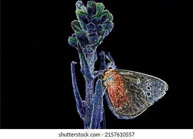 Bright like butterfly macro and neon lights in flower
(shining edge effect applied)
