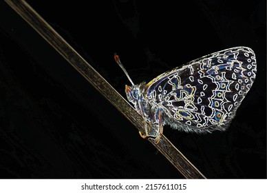 Bright like butterfly macro and neon lights in flower
(shining edge effect applied)