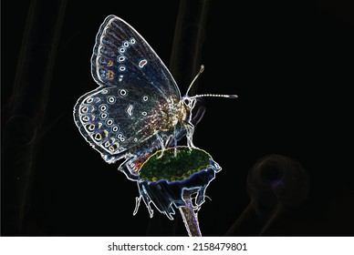 Brillante como macro mariposa y luces de neón en flor
(efecto de borde brillante aplicado)
