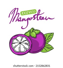 Bright mangosteen fruit on a branch, hand-drawn sketches with doodle elements. The lettering is hand-drawn. Fruit with leaves. Mangosteen. Exotic fruit. Thailand. Vector illustration.