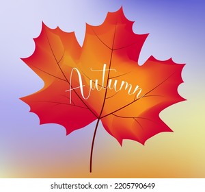 A bright maple leaf on the background of an autumn sunset. Autumn.