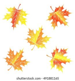 Bright maple leaf on a white background