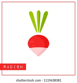 Bright memory training card with colorful vegetable. Flat design isolated red and pink color radish with shine and shade. Vector illustration for vegeterian infographic or healthy diet banner,