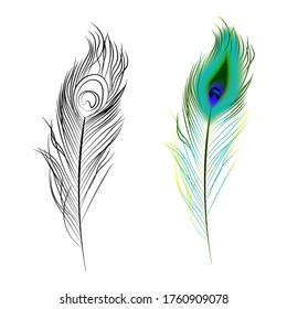 bright multi colored and black and white peacock feather. Design element. Isolated vector on white background