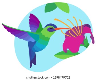 Bright multicolored blue and green hummingbird drinks nectar in flight from a large pink tropical flower on blue sky background