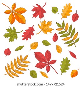 Bright multi-colored set of different autumn leaves on a white background