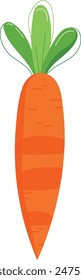 Bright orange carrot illustration. Fresh vegetable graphics. Organic food vector design isolated white background