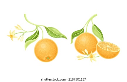 Bright Orange Citrus Fruit Tree Branch with Blooming Blossoms Vector Set