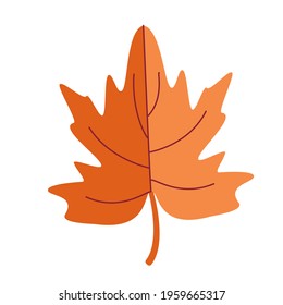Bright orange maple leaf, floral decor element in doodle style, hand draw.