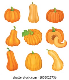 Bright Orange Pumpkin with Smooth, Slightly Ribbed Skin Vector Set