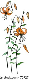 
bright orange tiger lily