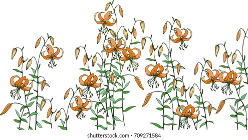 
bright orange tiger lily